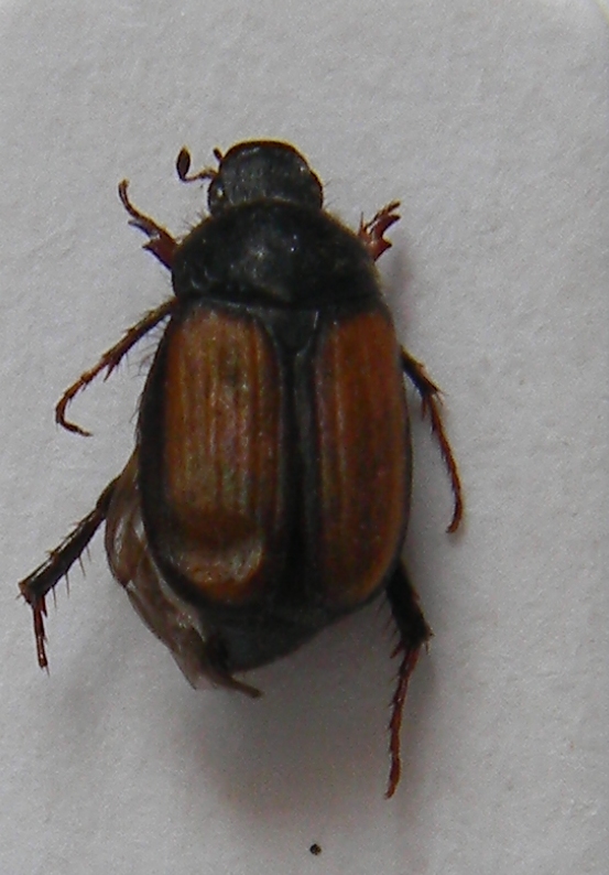 coleottero da identificare